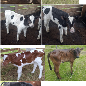 Captura-de-pantalla-2025-04-10-a-las-10.49.07 a.m